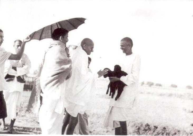 Mahatma Gandhi fondling a newborn two hours old goat carried by ashramite Balwant Singh. September 1938.